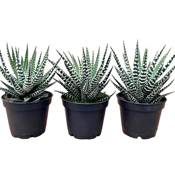 2.5" Plants & Succulents