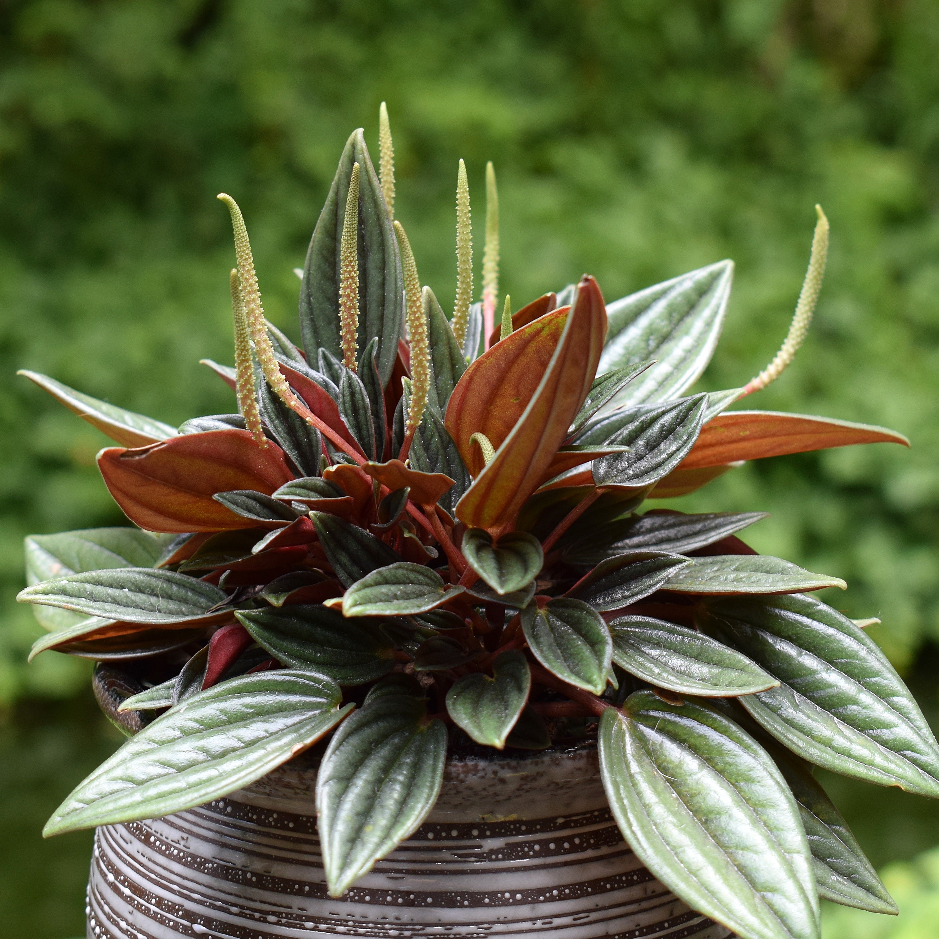 4" Assorted Plants