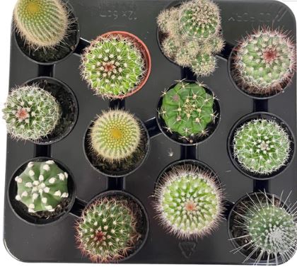 2.5" Plants & Succulents