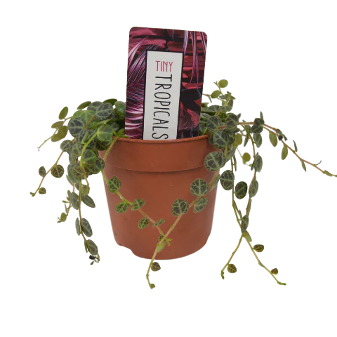 2.5" Plants & Succulents