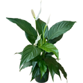 4" Peace Lily