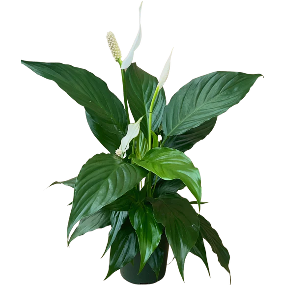 4" Peace Lily