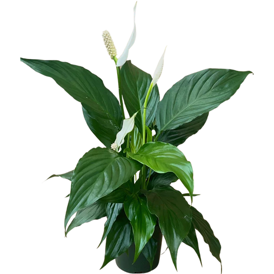 4" Peace Lily