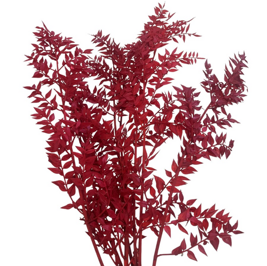 Dried Red Ruscus