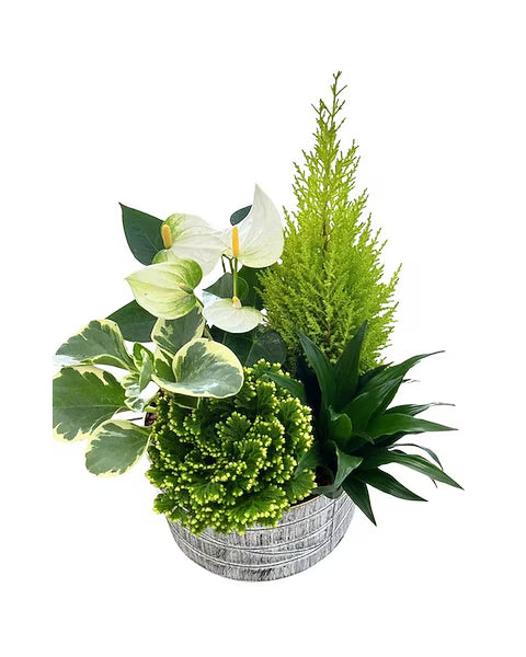 Christmas Gold Edge XL Tropical Mix Tin