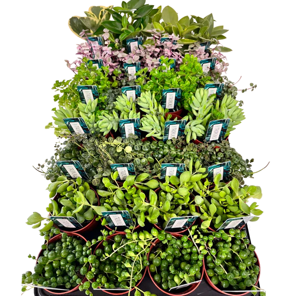 3" Assorted Tiny Tropicals