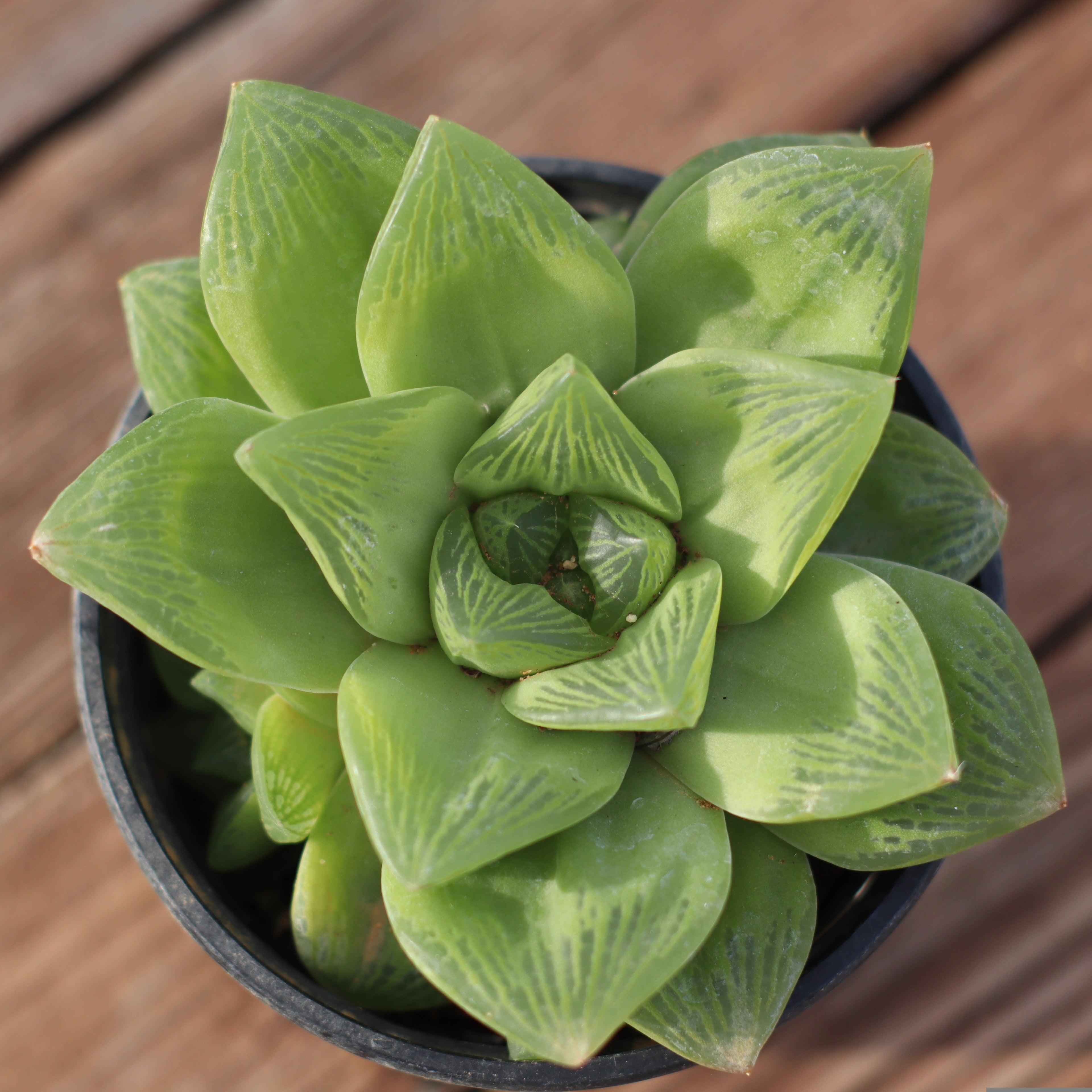 2.5" Plants & Succulents
