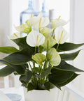 5" White Anthurium