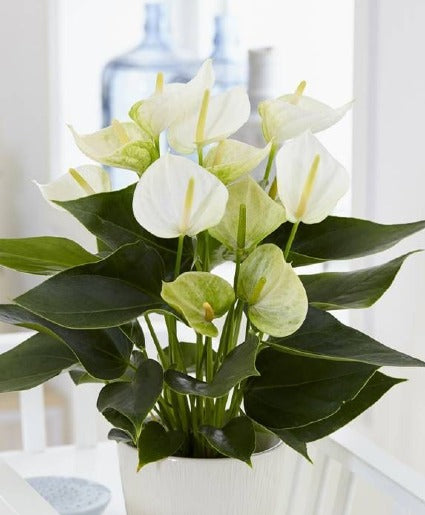 5" White Anthurium