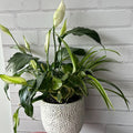 White Flower Mixed Planter
