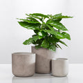 Classic Cement Planter