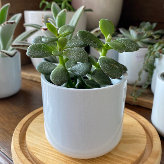 2.5" Potted Succulent
