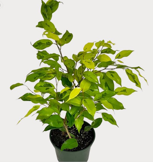 6" Ficus Benjamina Lime