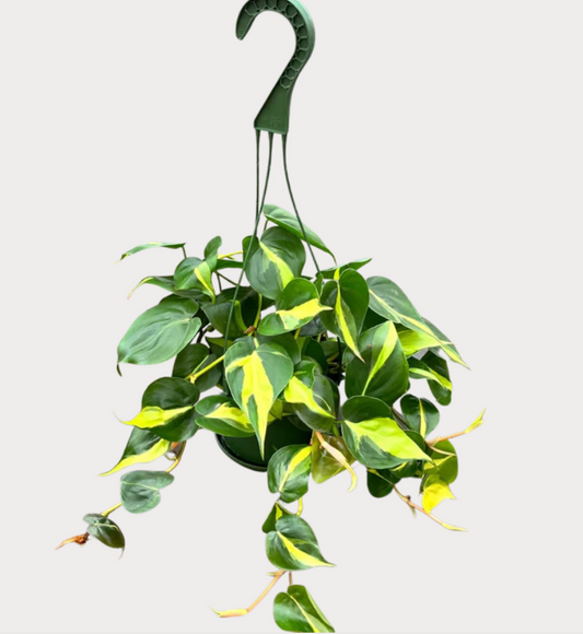 6" Hanging Philodendron Brasil